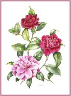 Camellias